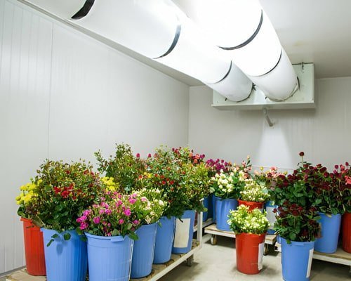 Cámara frigorífica para preservación iluminada y con flores